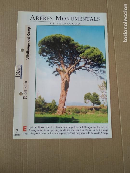 Otros Art&iacute;culos de Coleccionismo en Papel: PI DEL BAR&Oacute; VILALLONGA DEL CAMP L&Aacute;MINA ARBRES MONUMENTALS DIARI DE TARRAGONA MIDE 23,5CM X 17CM