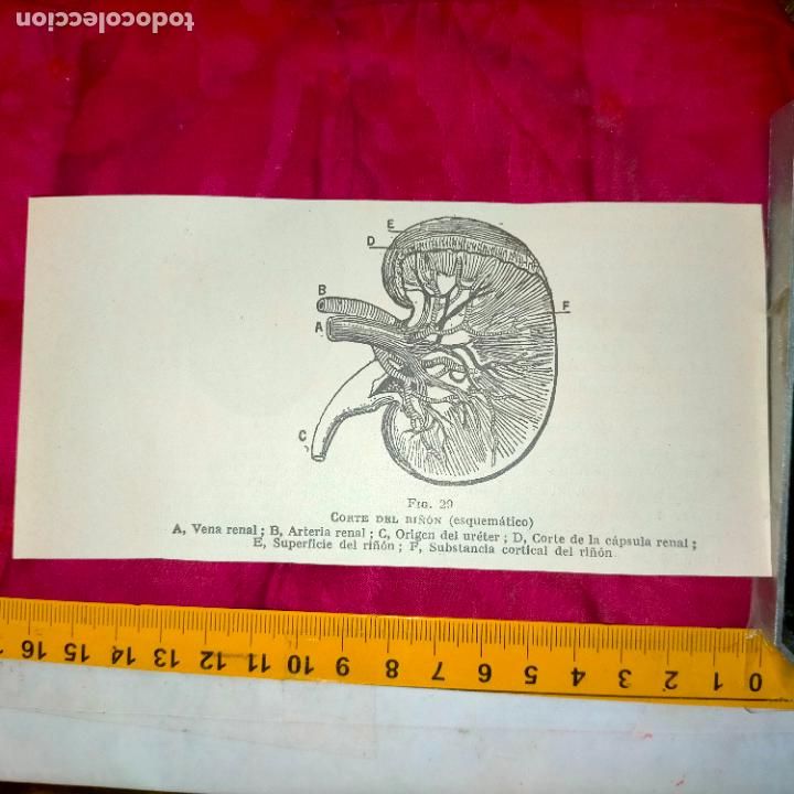 Otros art&iacute;culos de coleccionismo en papel: antiguo grabado medicina enfermedades cuerpo humano salud - RI&Ntilde;ON