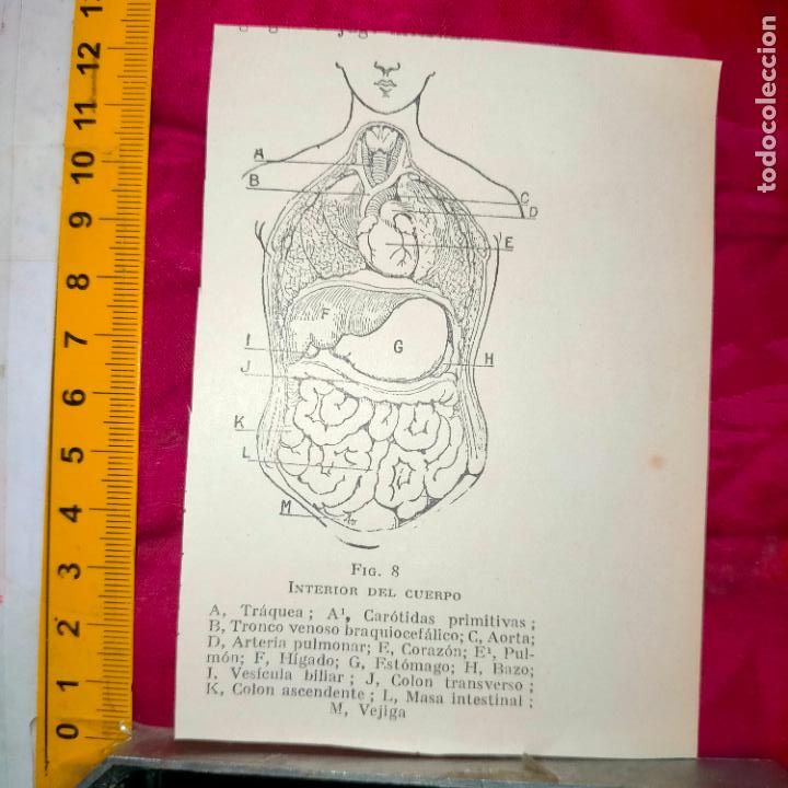 Otros art&iacute;culos de coleccionismo en papel: antiguo grabado medicina enfermedades cuerpo humano salud - INTERIOR DEL CUERPO