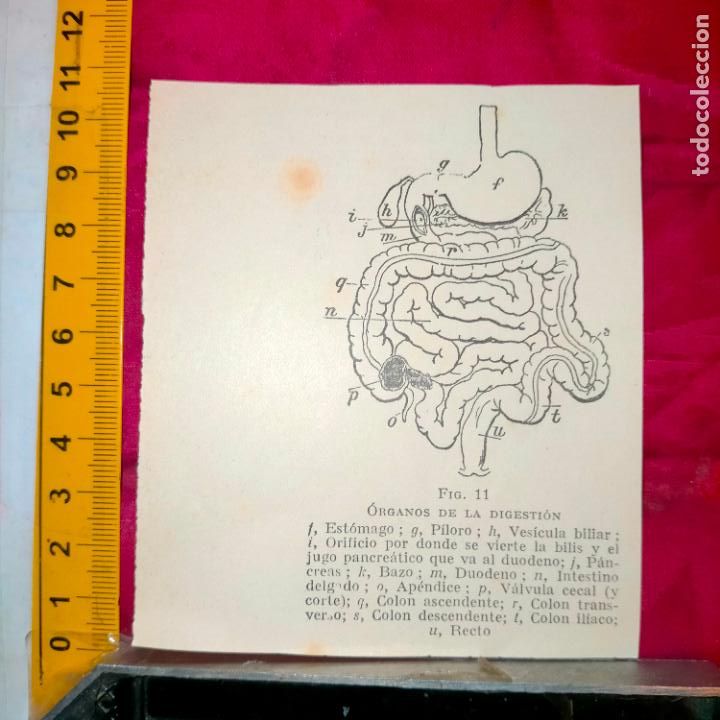 Otros art&iacute;culos de coleccionismo en papel: antiguo grabado medicina enfermedades cuerpo humano salud - ORGANO DE LA DIGESTION APARATO DIGESTIVO