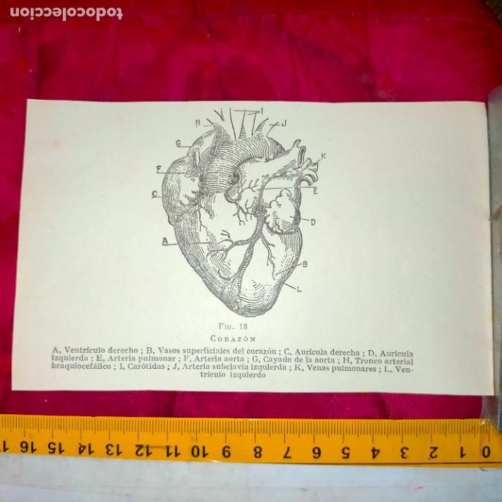 Outros artigos de papel: antiguo grabado medicina enfermedades cuerpo humano salud - CORAZON