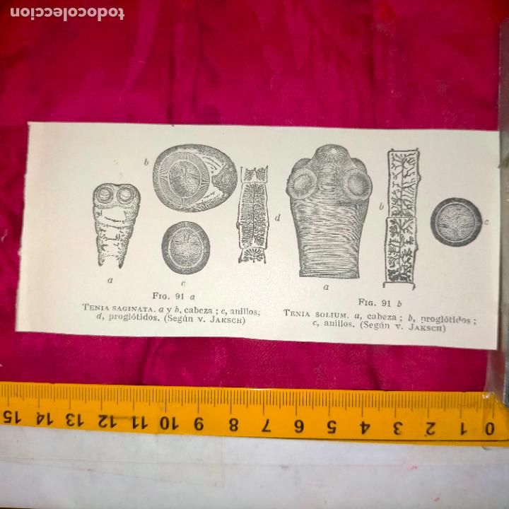 Outros artigos de papel: antiguo grabado medicina enfermedades cuerpo humano salud - TENIA SAGUINATA Y SOLIUM