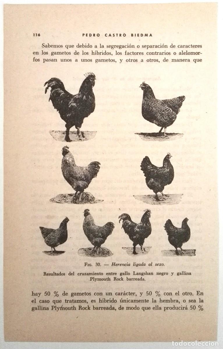 página de libro - gallinas, herencia ligada al - Compra venta en  todocoleccion