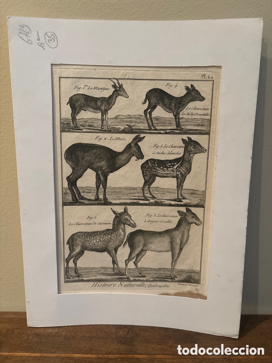 Otros art&iacute;culos de coleccionismo en papel: Grabado del libro de animales
