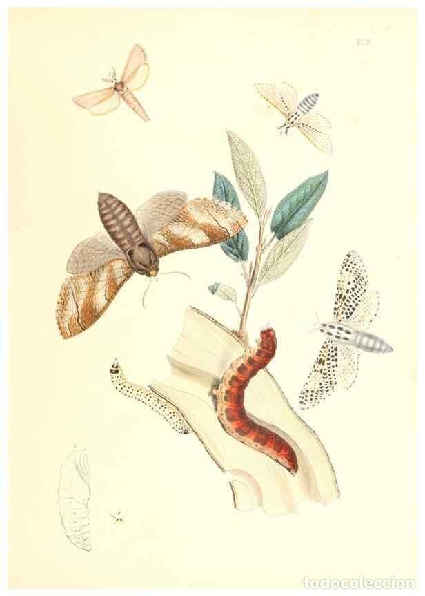 Otros Art&iacute;culos de Coleccionismo en Papel: Reproducci&oacute;n/Reproduction 9213763429: British moths and their transformations.. London :W. Smith...