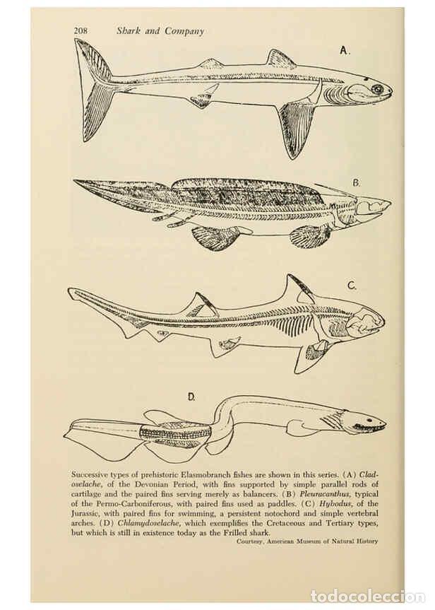 Otros Art&iacute;culos de Coleccionismo en Papel: Reproducci&oacute;n/Reproduction 6001186707: Shadows in the sea Philadelphia,Chilton Books[1963]