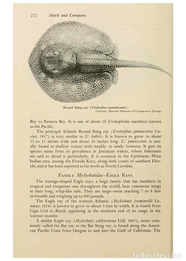 Otros Art&iacute;culos de Coleccionismo en Papel: Reproducci&oacute;n/Reproduction 6001741372: Shadows in the sea Philadelphia,Chilton Books[1963]