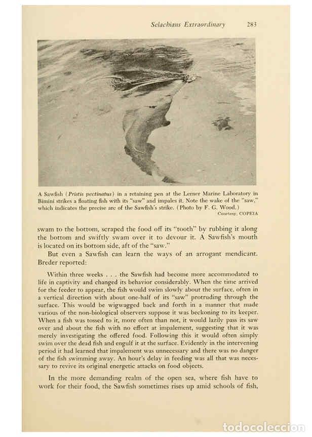 Otros Art&iacute;culos de Coleccionismo en Papel: Reproducci&oacute;n/Reproduction 6001194231: Shadows in the sea Philadelphia,Chilton Books[1963]