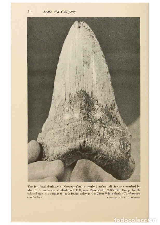 Otros Art&iacute;culos de Coleccionismo en Papel: Reproducci&oacute;n/Reproduction 6001187309: Shadows in the sea Philadelphia,Chilton Books[1963]