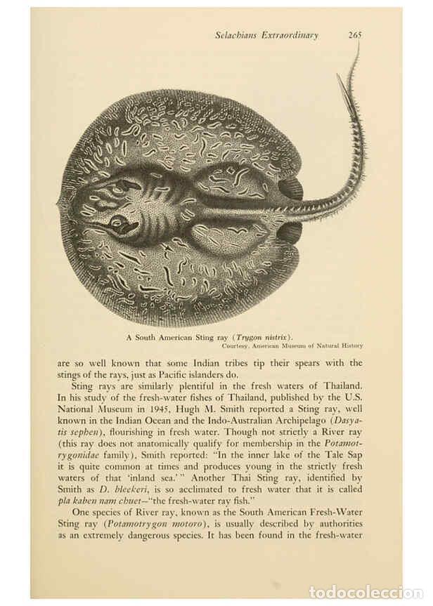 Otros Art&iacute;culos de Coleccionismo en Papel: Reproducci&oacute;n/Reproduction 6001192079: Shadows in the sea Philadelphia,Chilton Books[1963]