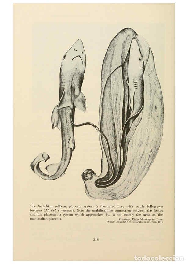 Otros Art&iacute;culos de Coleccionismo en Papel: Reproducci&oacute;n/Reproduction 6001737276: Shadows in the sea Philadelphia,Chilton Books[1963]