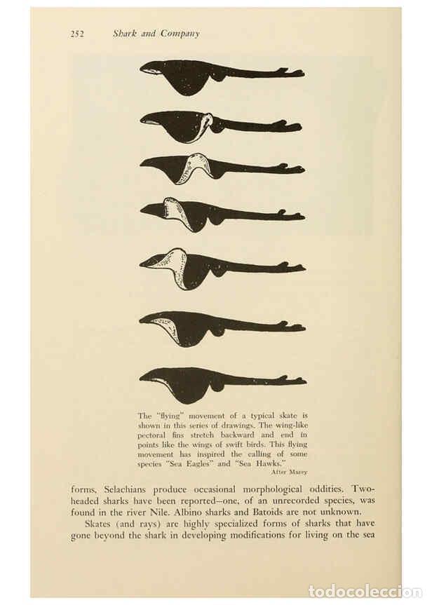 Otros Art&iacute;culos de Coleccionismo en Papel: Reproducci&oacute;n/Reproduction 6001189909: Shadows in the sea Philadelphia,Chilton Books[1963]