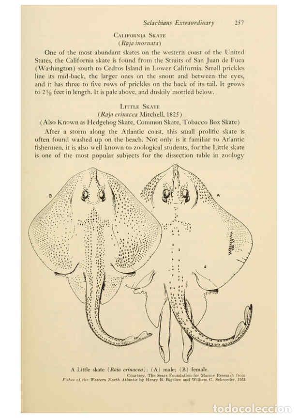 Otros Art&iacute;culos de Coleccionismo en Papel: Reproducci&oacute;n/Reproduction 6001738948: Shadows in the sea Philadelphia,Chilton Books[1963]