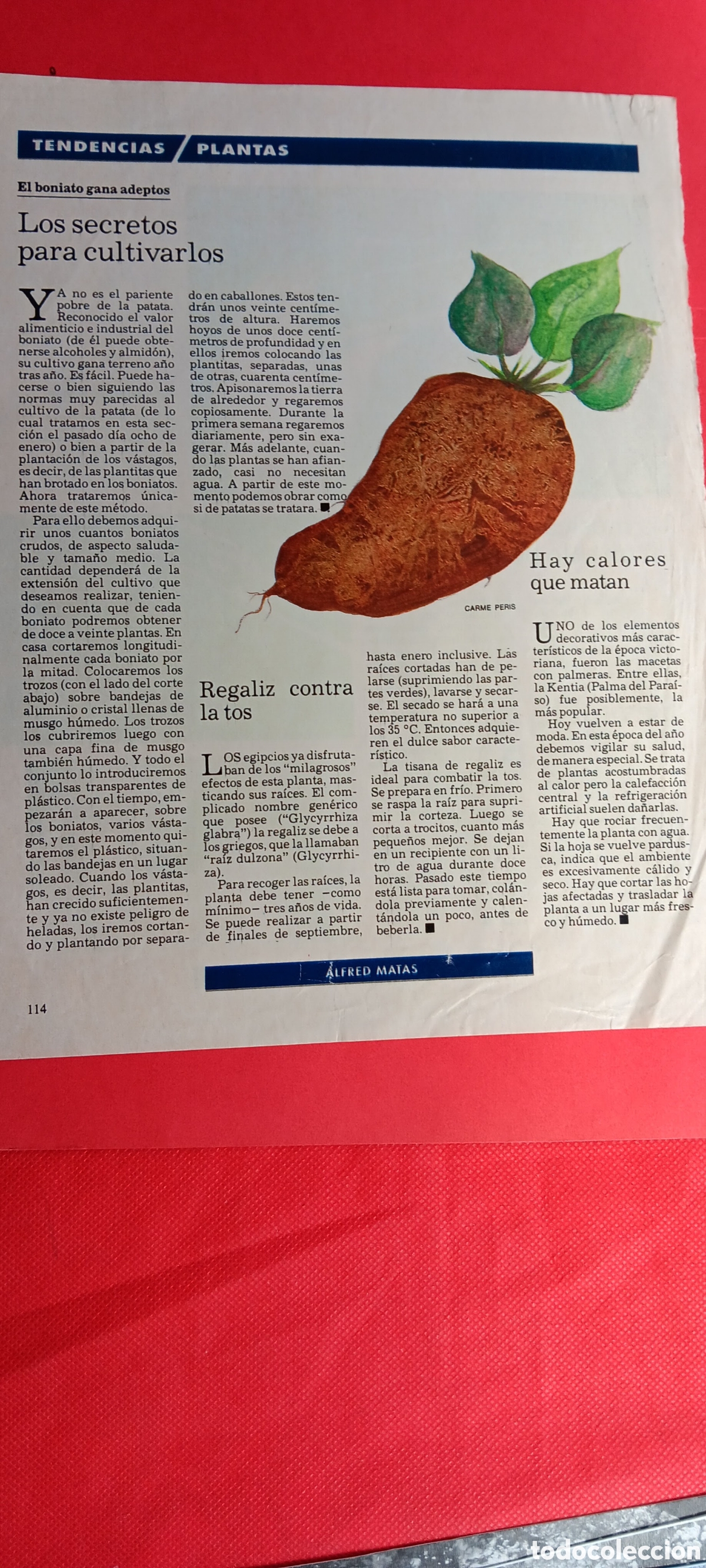 Paper Collecting Others: RECORTES. BONIATO-REGALIZ -KENTIA