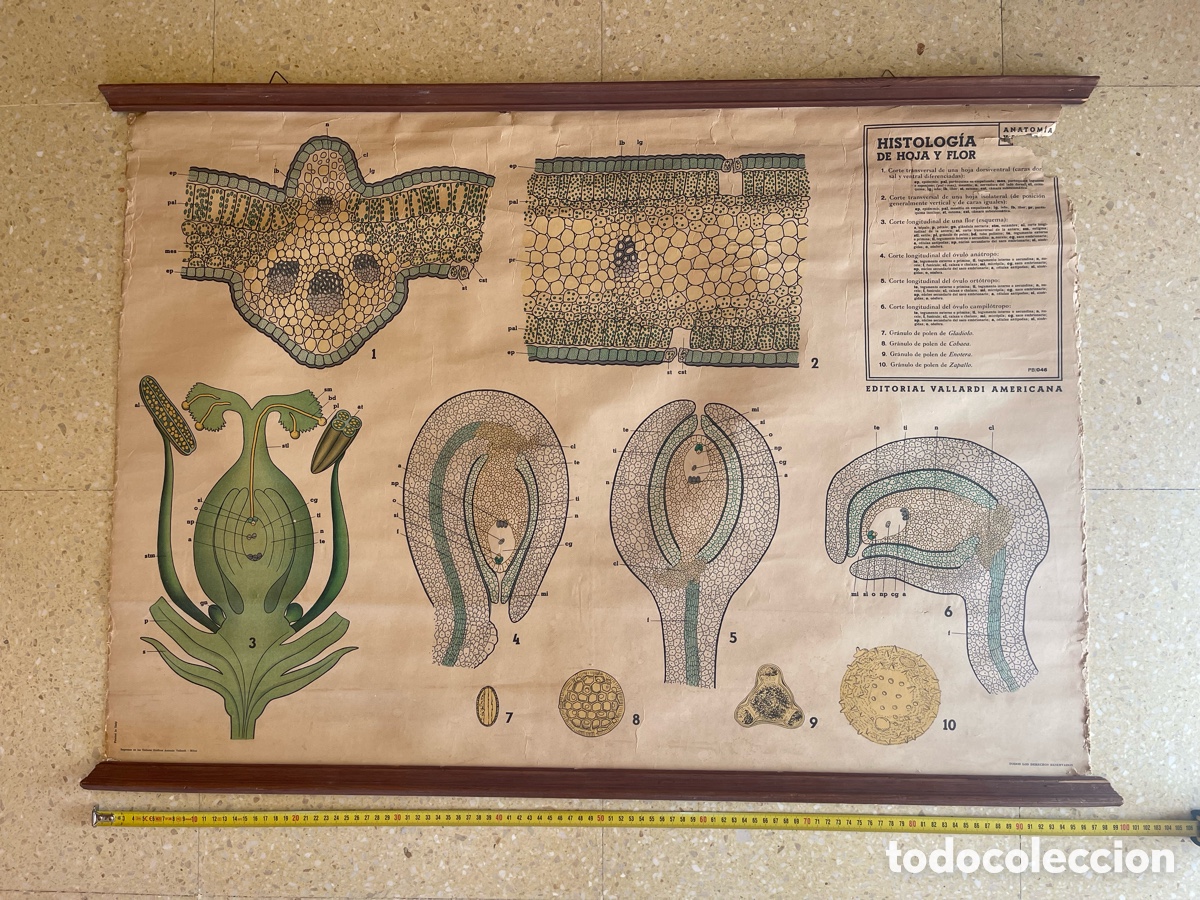 Otros art&iacute;culos de coleccionismo en papel: HISTOLOGIA POSTER EDITORIAL VALLARDI AMERICANA