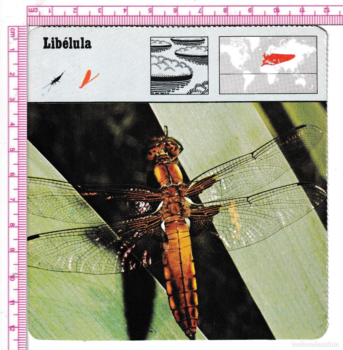 Otros Art&iacute;culos de Coleccionismo en Papel: LIB&Eacute;LULA (Entrega N&ordm; 16 / Ficha N&ordm; 13) &middot; Medidas: 12,5 x 12 cm. (Colecci&oacute;n Safari Club)