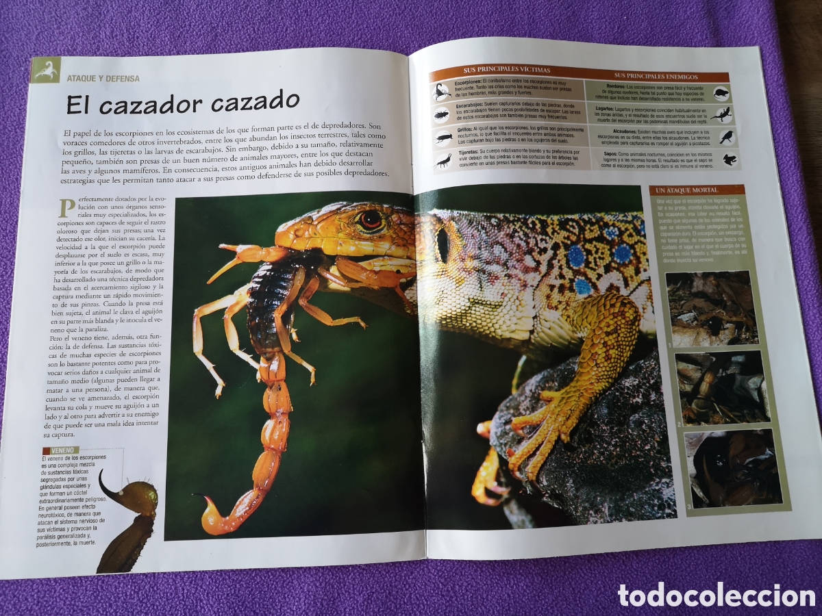 Otros art&iacute;culos de coleccionismo en papel: Fasc&iacute;culo Escorpi&oacute;n dorado - Foto 2