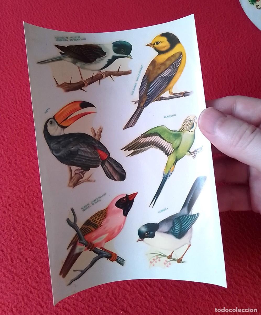 Otros Art&iacute;culos de Coleccionismo en Papel: ANTIGUA CALCOMAN&Iacute;A TRANSFER DECALCOMANIE DECAL CALCOMAN&Iacute;AS ORTEGA P&Aacute;JAROS BIRDS FAUNA FAUNE OISEAUX.