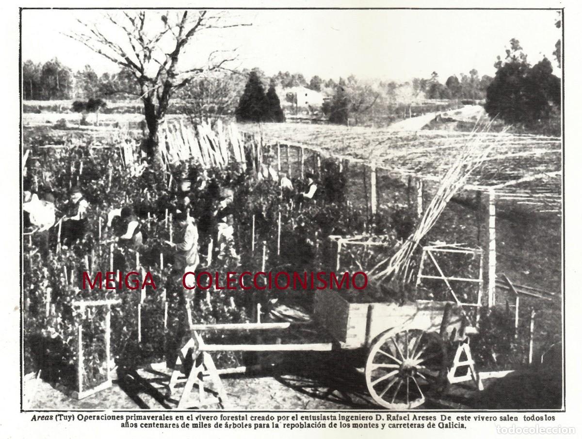 Paper Collecting Others: �Q539 - [A&Ntilde;O 1923]. TUY. OPERACIONES FORESTALES. AREAS. TUI. PONTEVEDRA. [LEER DESCRIPCION].