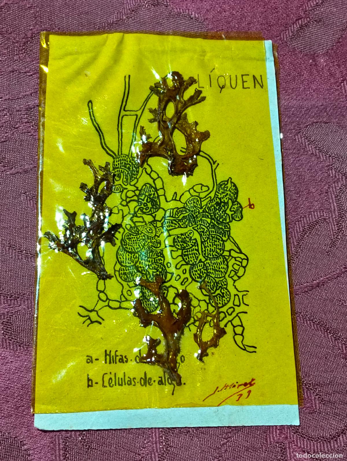 Outros artigos de papel: Tarjeta de aprendizaje con l&iacute;quen hongo alga antigua