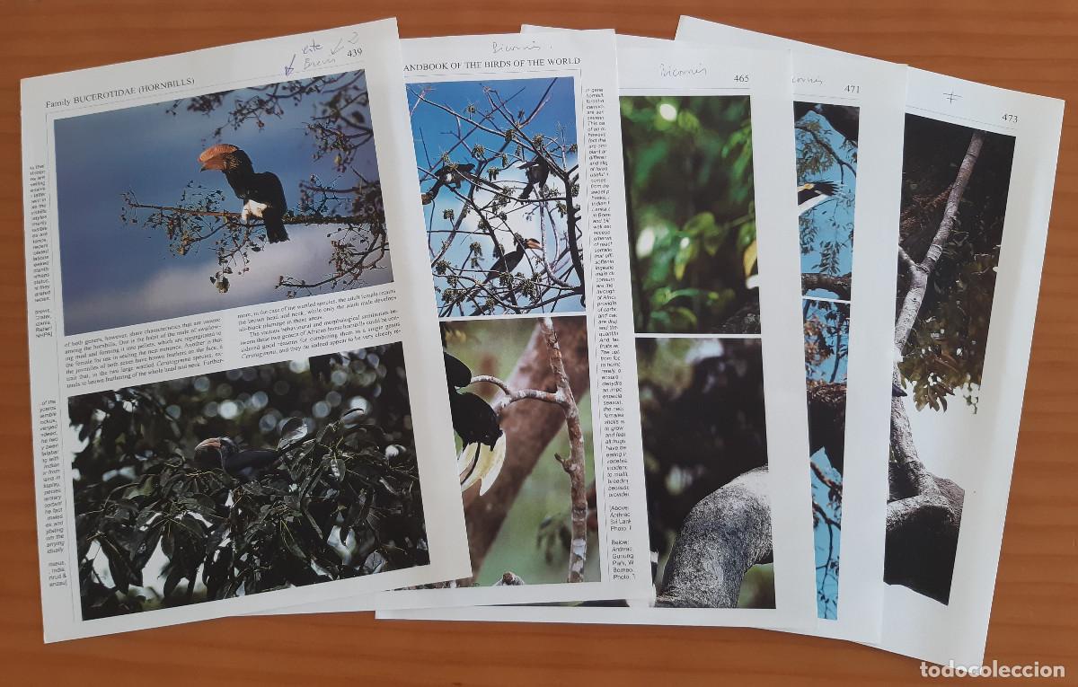 Collectionnisme Papier divers: 5 COPIAS DE LAS P&Aacute;GINAS DEL LIBRO A MONOGRAPH OF THE UCEROTIDAE OR FAMILY OF THE HORNBILLS