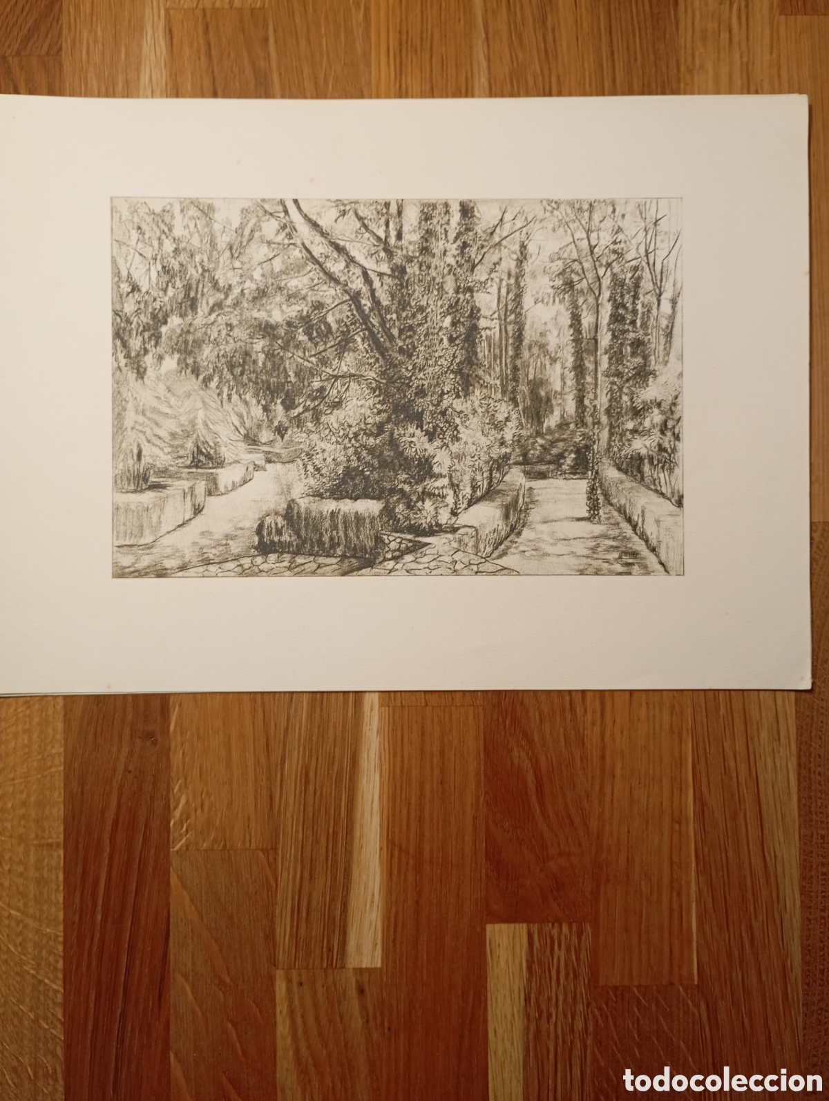 Otros Art&iacute;culos de Coleccionismo en Papel: Litografia. Parque de Monjuich,&rdquo;Arboles viejos&rdquo;Jardines&rdquo;MANELIC&rdquo;(Parque Laribal)