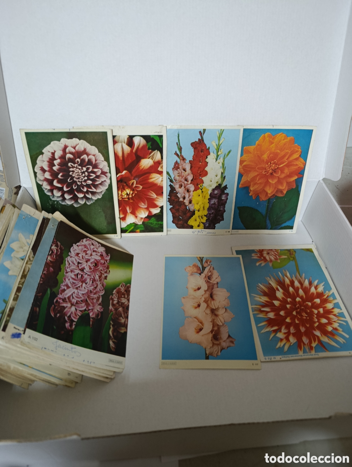 Otros Art&iacute;culos de Coleccionismo en Papel: lote con mas 100 fotos muestras de plantas para venta.