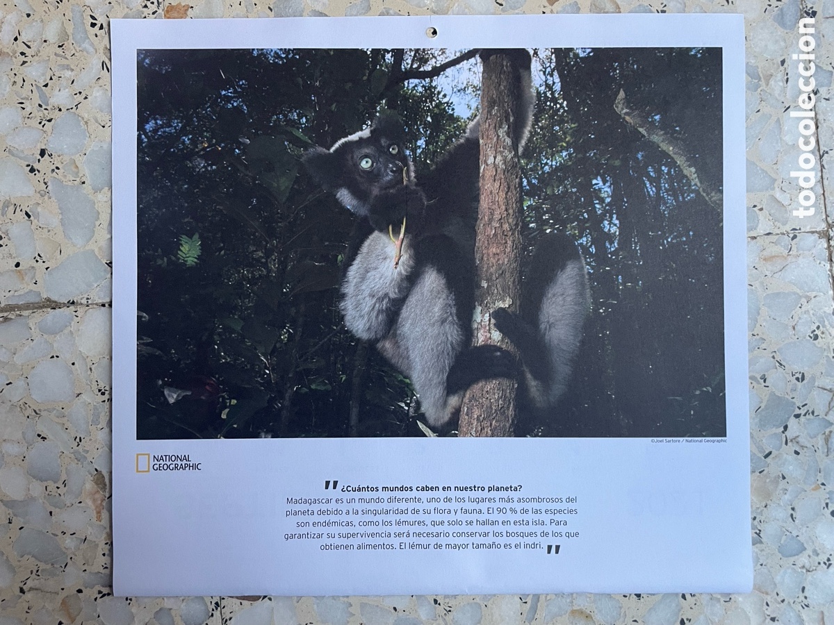 Otros Art&iacute;culos de Coleccionismo en Papel: Foto L&eacute;mur ( hoja de calendario )