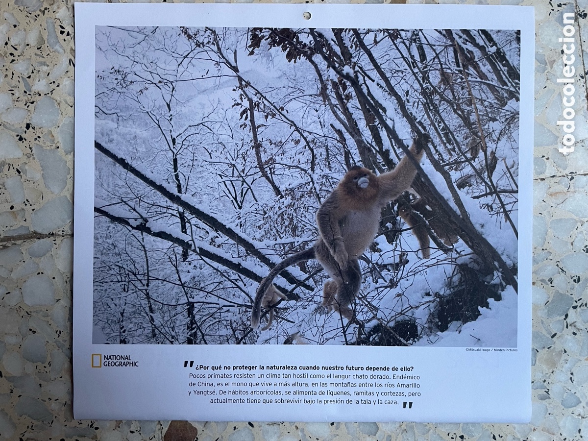 Otros Art&iacute;culos de Coleccionismo en Papel: Foto de primamate langur chato dorado ( hoja de calendario )