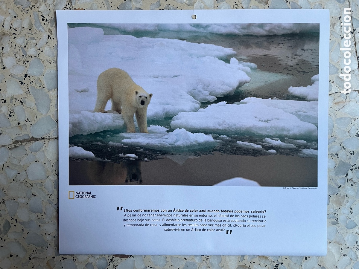 Otros Art&iacute;culos de Coleccionismo en Papel: Foto Oso Polar ( hoja de calendario )