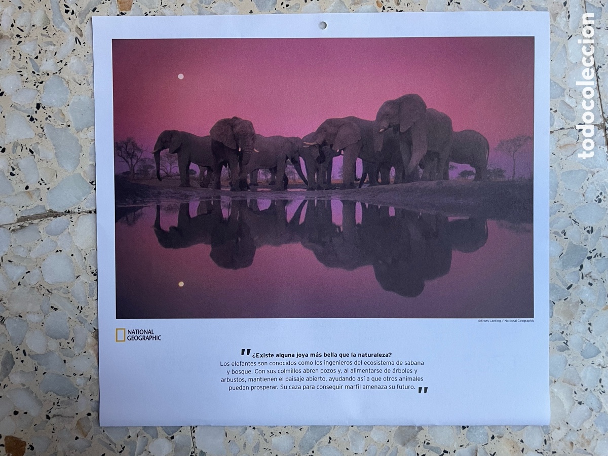 Otros Art&iacute;culos de Coleccionismo en Papel: Foto Manada de Elefantes ( Hoja de calendario )