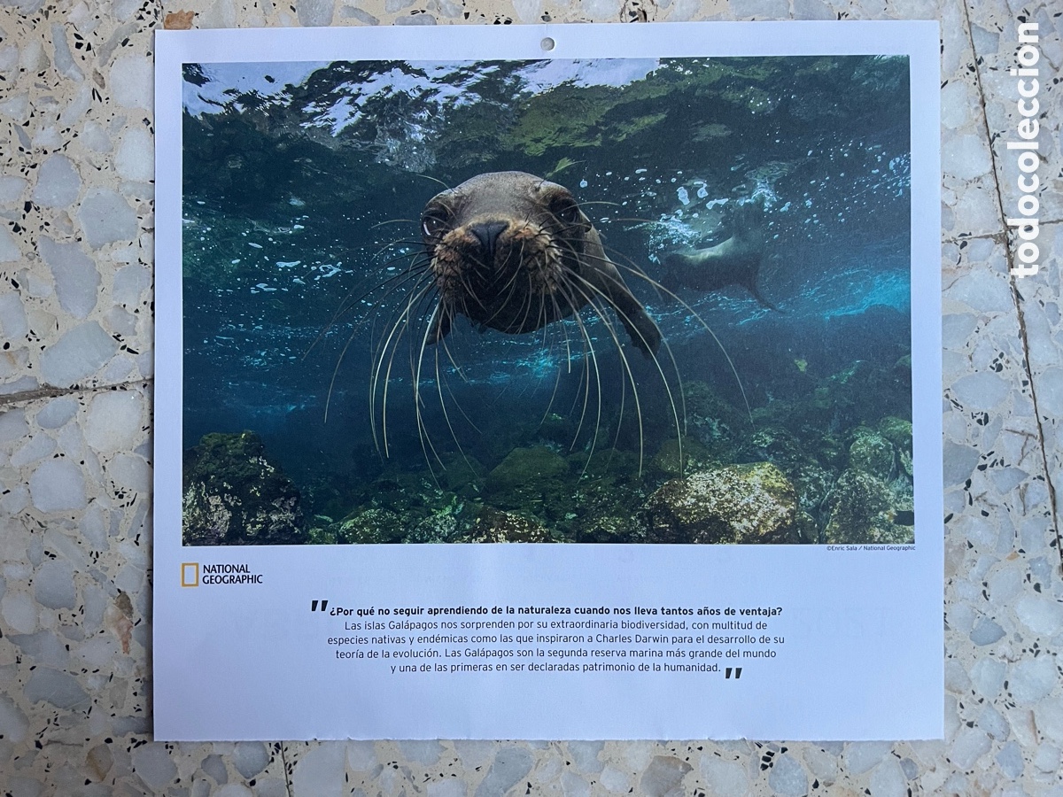 Otros Art&iacute;culos de Coleccionismo en Papel: Foto de una foca ( Hoja de calendario )