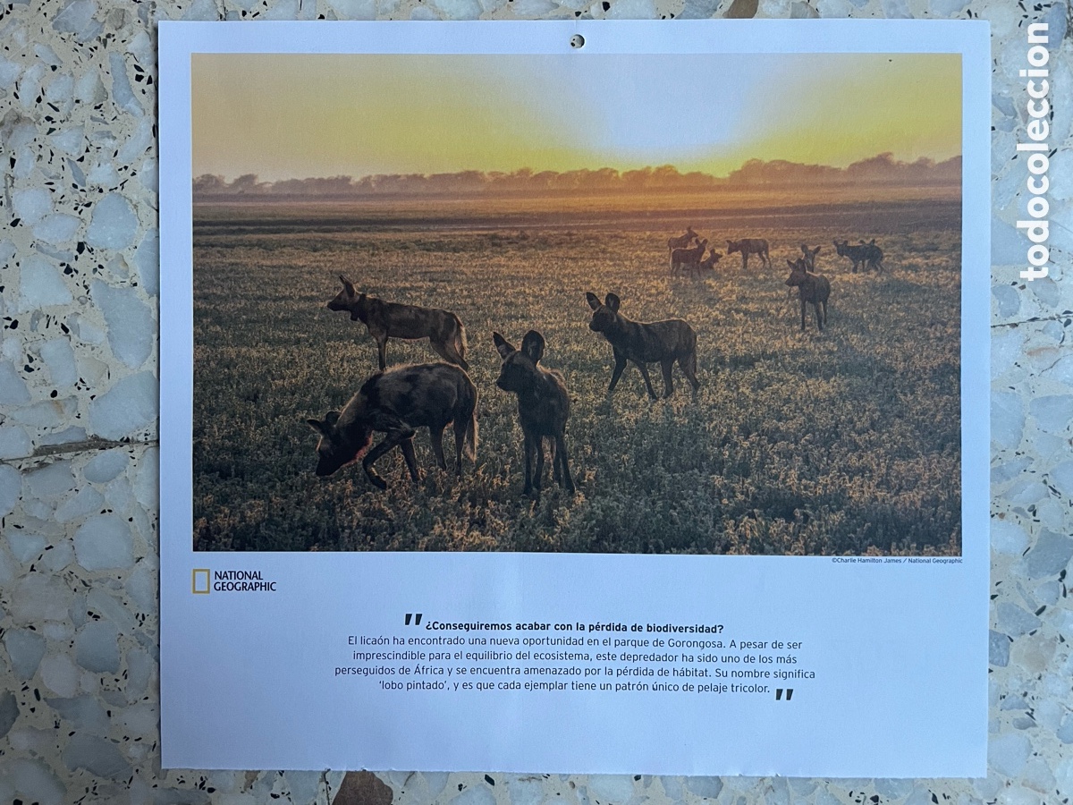 Otros Art&iacute;culos de Coleccionismo en Papel: Foto Manada de Licaones ( Hoja de calendario )