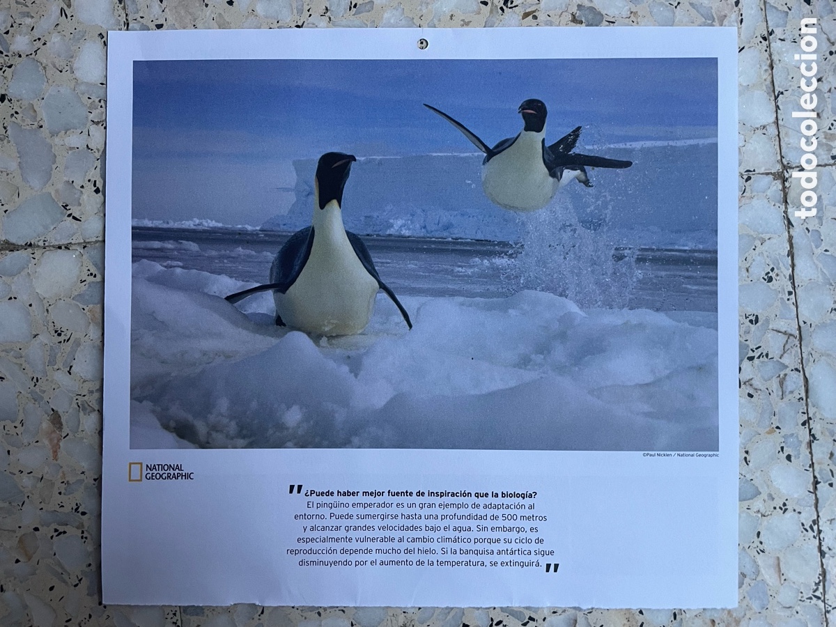 Otros Art&iacute;culos de Coleccionismo en Papel: Foto pareja de ping&uuml;inos ( hoja de calendario )