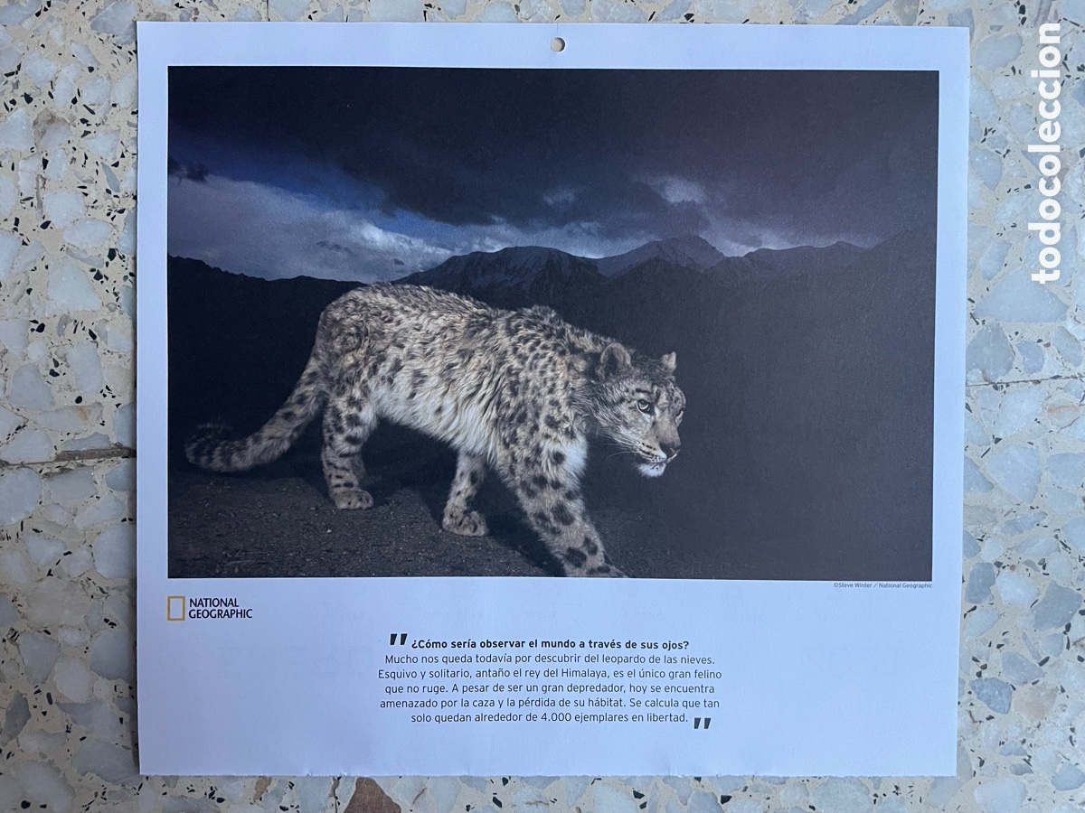 Otros Art&iacute;culos de Coleccionismo en Papel: Foto Leopardo de las nieves ( hoja de calendario )