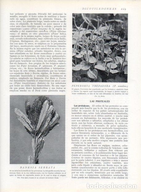 Otros art&iacute;culos de coleccionismo en papel: LAMINA V13679: Peperemia trepadora y Banksia serrata - Varios