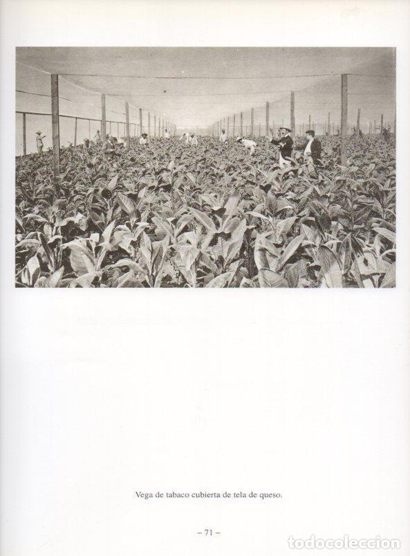 Otros art&iacute;culos de coleccionismo en papel: LAMINA V19916: Vega de tabaco cubierta en Cuba - Antonio Ramon Pelaez Huerta