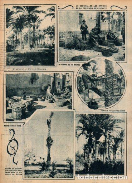 Sammelleidenschaft Andere Papierartikel: LAMINA V24408: Cosecha de datiles en Alicante - Varios