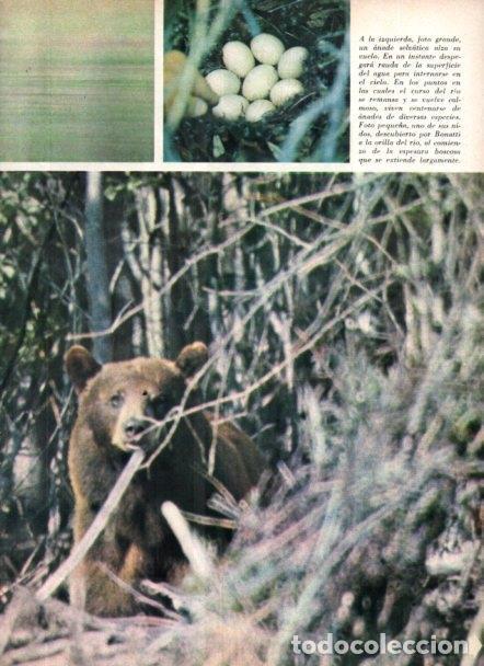 Otros art&iacute;culos de coleccionismo en papel: LAMINA V22034: Oso en Alaska - Varios