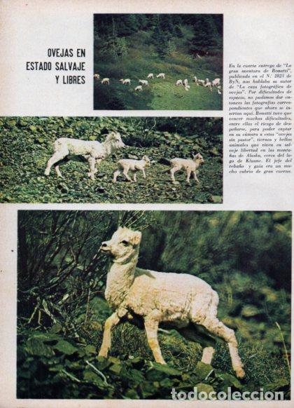 Otros art&iacute;culos de coleccionismo en papel: LAMINA V24882: Ovejas salvajes en Alaska - Varios
