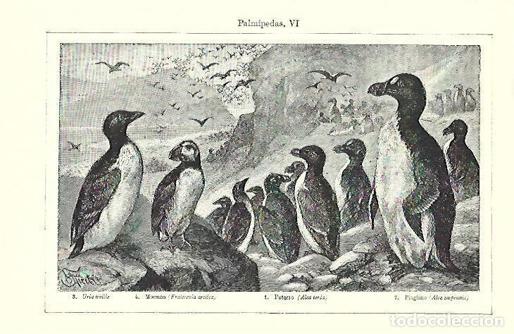 Altri oggetti di carta: LAMINA ESPASA 39727: Uria, mormon, potorro y ping&uuml;ino - Varios