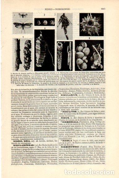 Outros artigos de papel: LAMINA V50740: Macho de Amicta y habitaciones de larvas - Varios