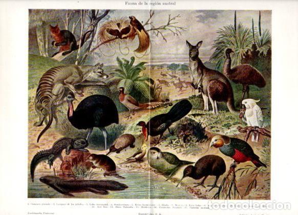 Otros art&iacute;culos de coleccionismo en papel: LAMINA ESPASA PV50949: Fauna de la region austral - Varios
