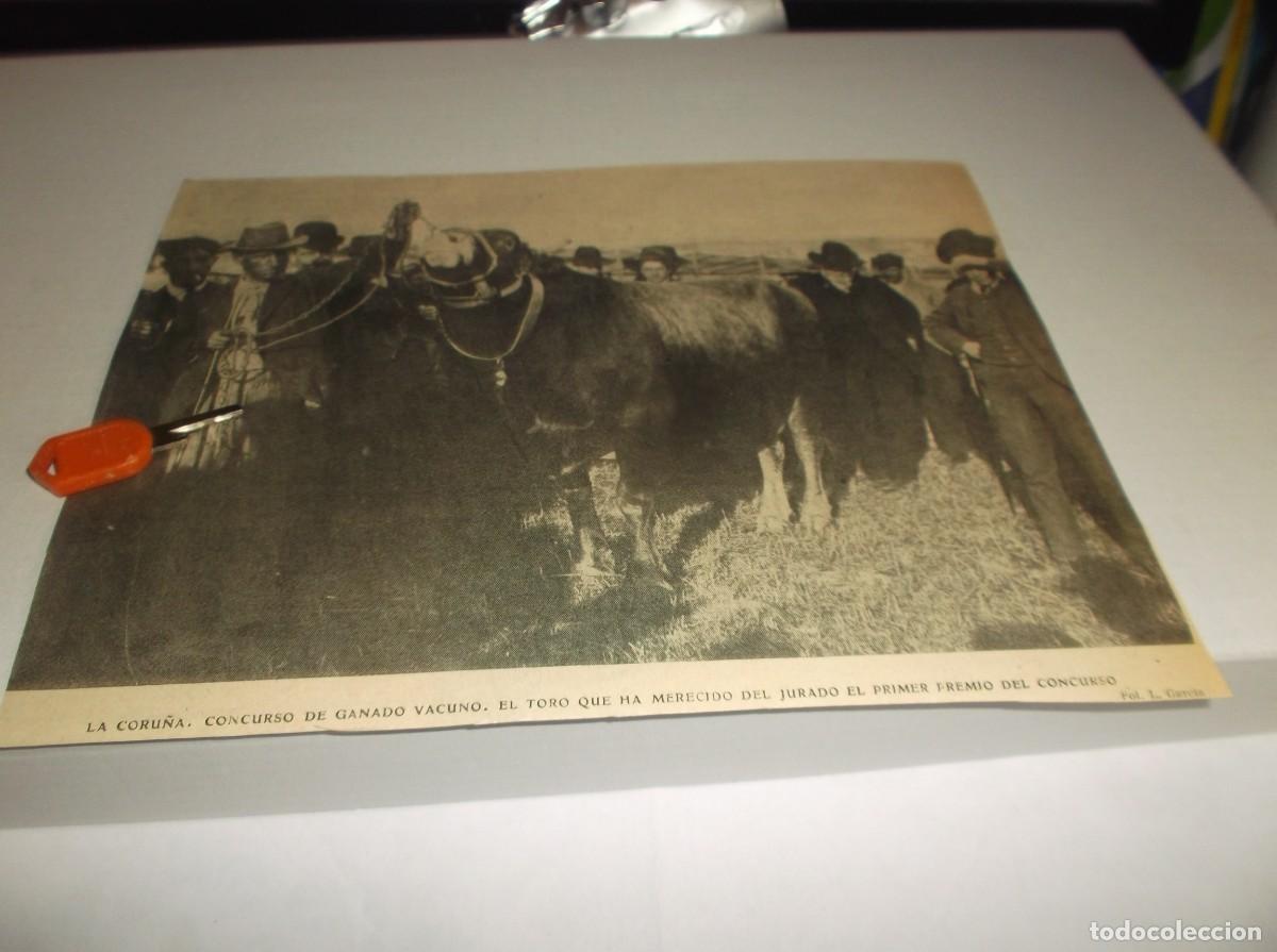Otros Art&iacute;culos de Coleccionismo en Papel: RECORTE A&Ntilde;O 1905(LA CORU&Ntilde;A)CONCURSO DE GANADO VACNO , EL TORO QUE EL JURADO DI&Oacute; EL 1&ordm; PREMIO