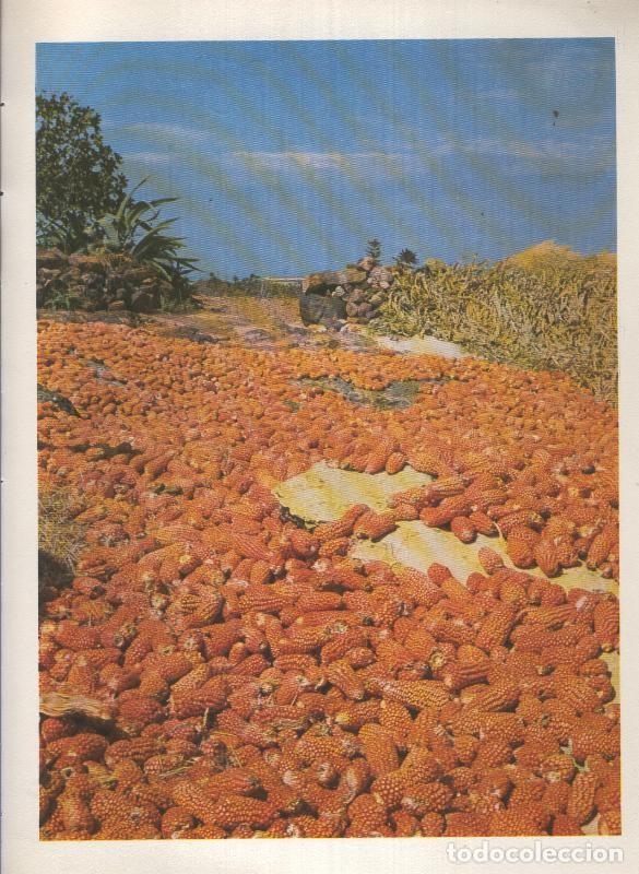 Sammelleidenschaft Andere Papierartikel: Gran Canaria: Lamina 23: Mazorcas de maiz - Varios
