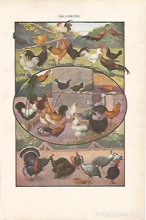 Otros art&iacute;culos de coleccionismo en papel: LAMINA SALVAT 80027: Especies de gallinas - Varios
