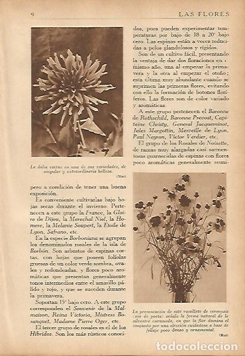 Otros art&iacute;culos de coleccionismo en papel: LAMINA 5472: Dalia cactus y ramillete de coreopsis - Nicasio Olivan