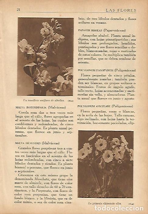 Altri oggetti di carta: LAMINA 5478: Ramillete de alhelies y primula chinensis alba - Nicasio Olivan