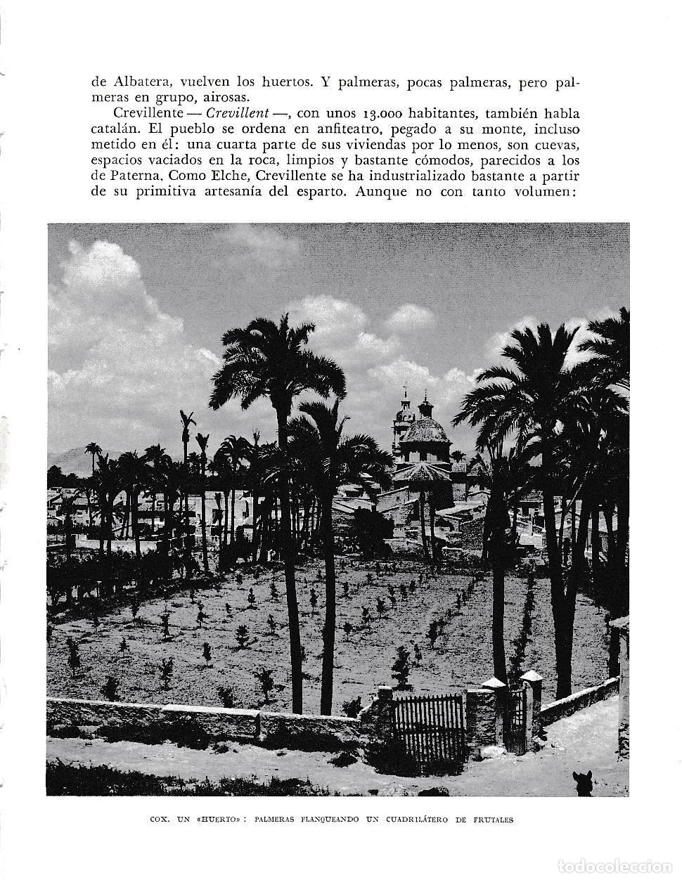 Otros art&iacute;culos de coleccionismo en papel: LAMINA 6071: Cox un huerto. Palmeras rodeando frutales - Joan Fuster