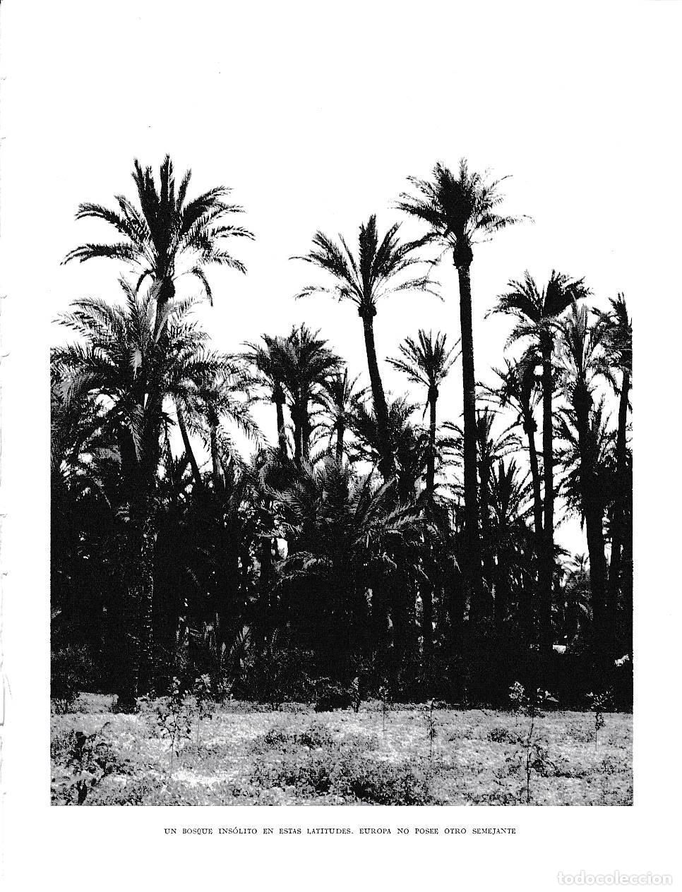 Otros art&iacute;culos de coleccionismo en papel: LAMINA 6068: Bosque de palmeras insolito en estas latitudes - Joan Fuster